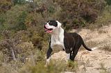 BOULEDOGUE AMERICAIN 430